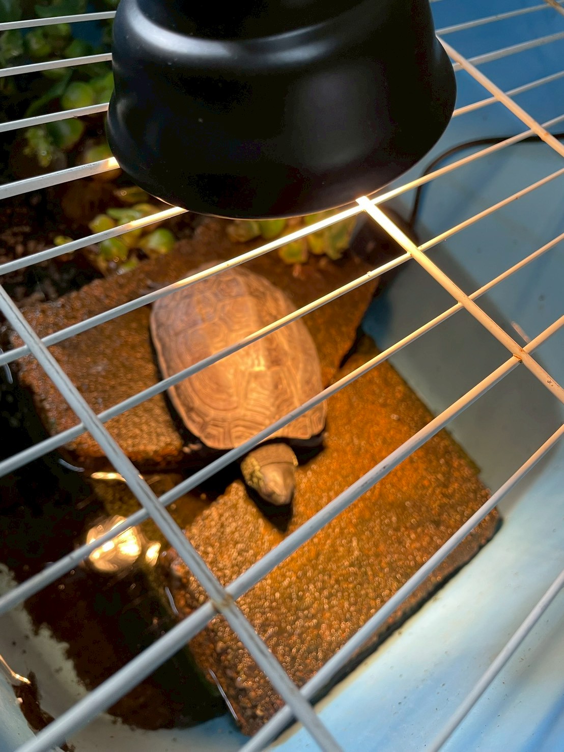 入社5年目 会社のアイドルカメ吉くん